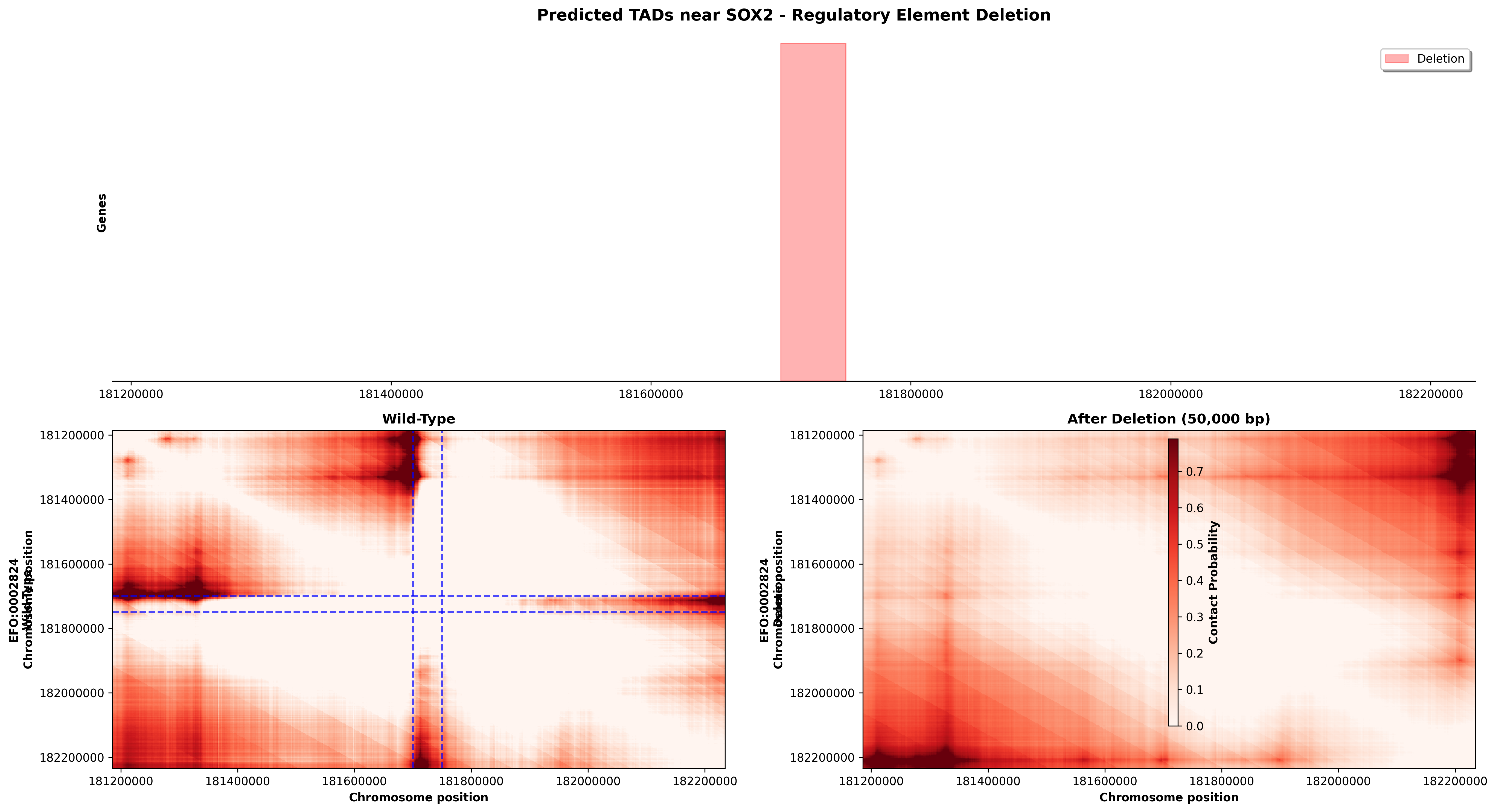 SOX2 Deletion Effect
