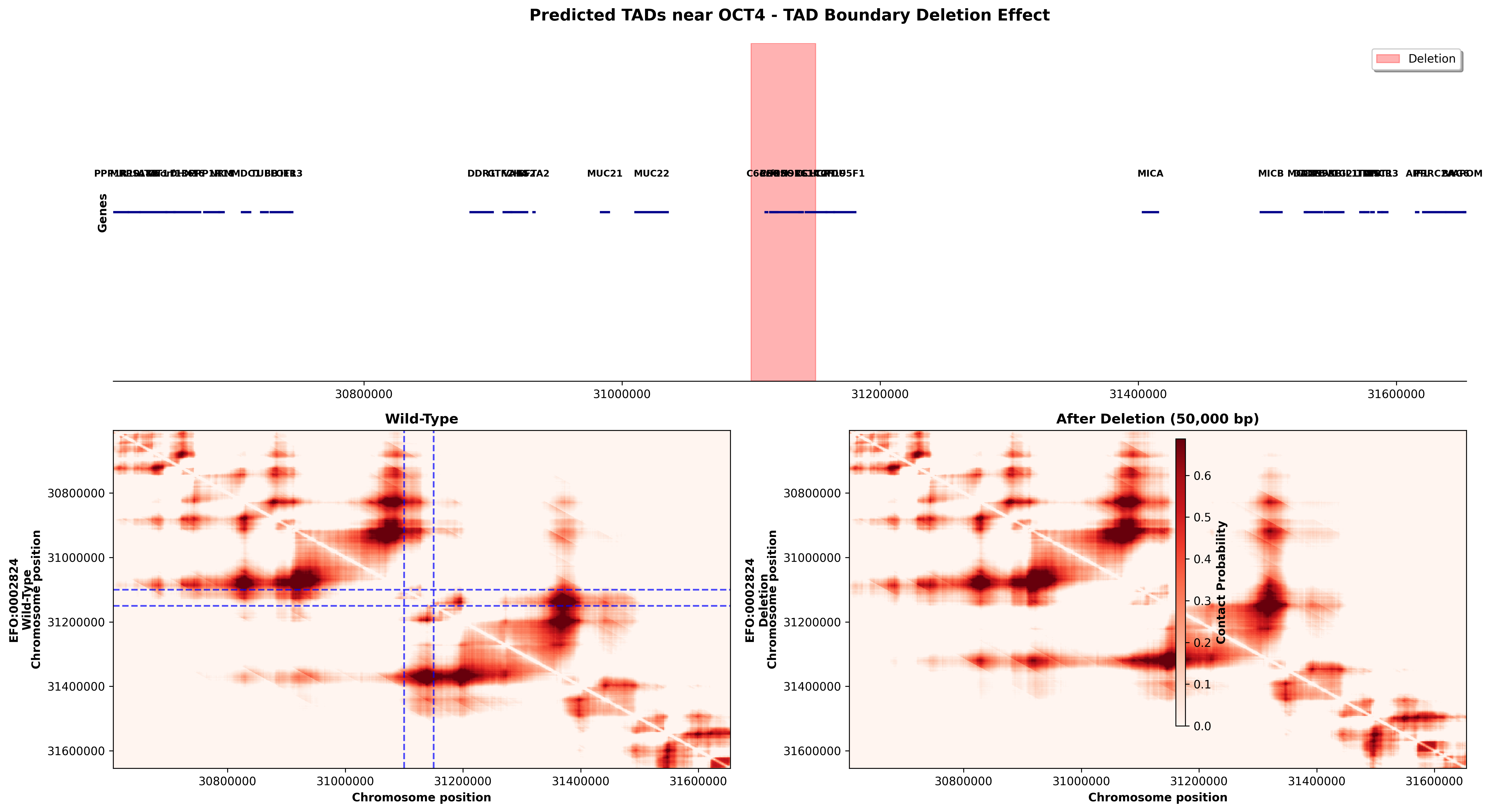 OCT4 Deletion Effect