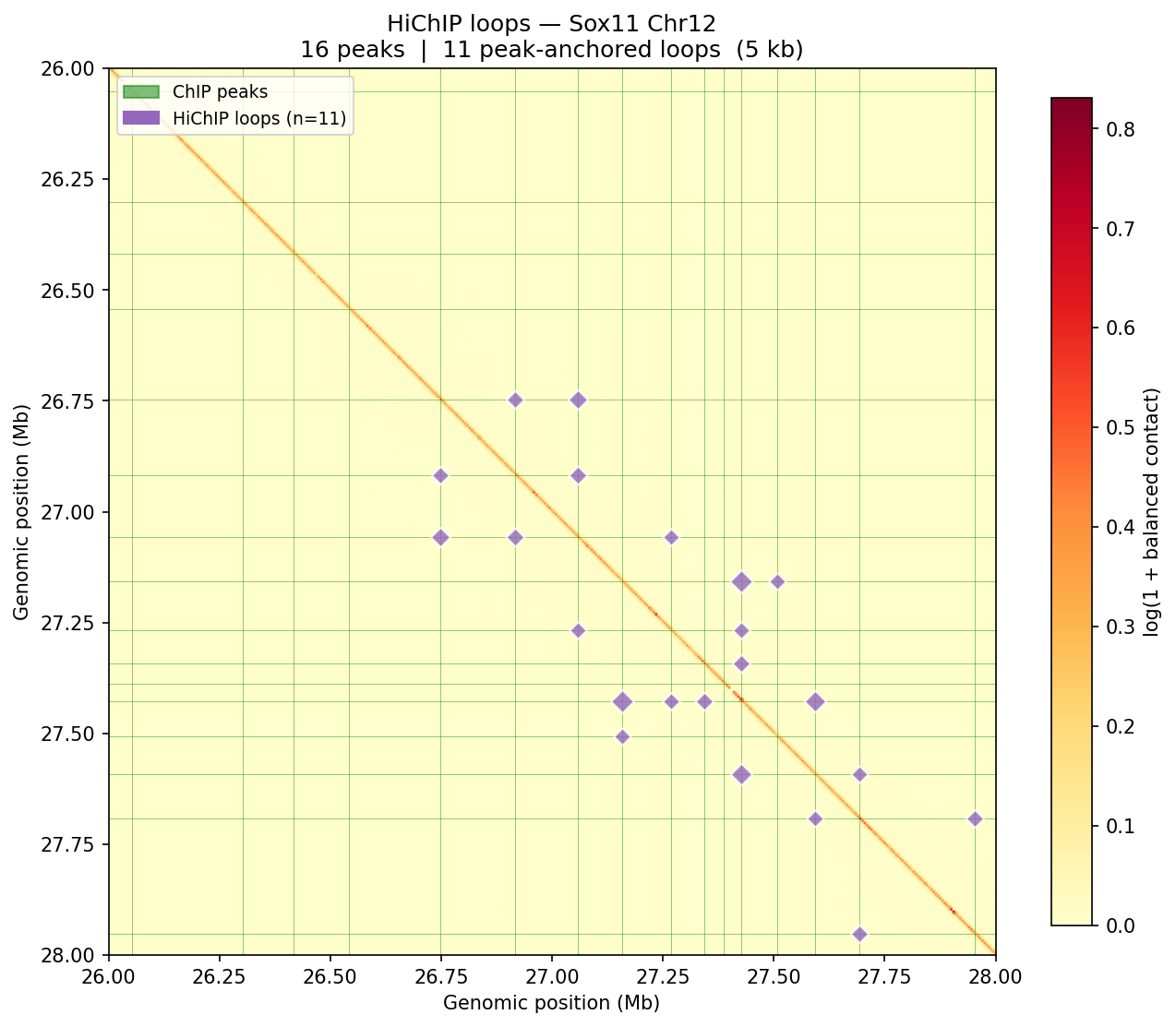 HiChIP loops Sox11