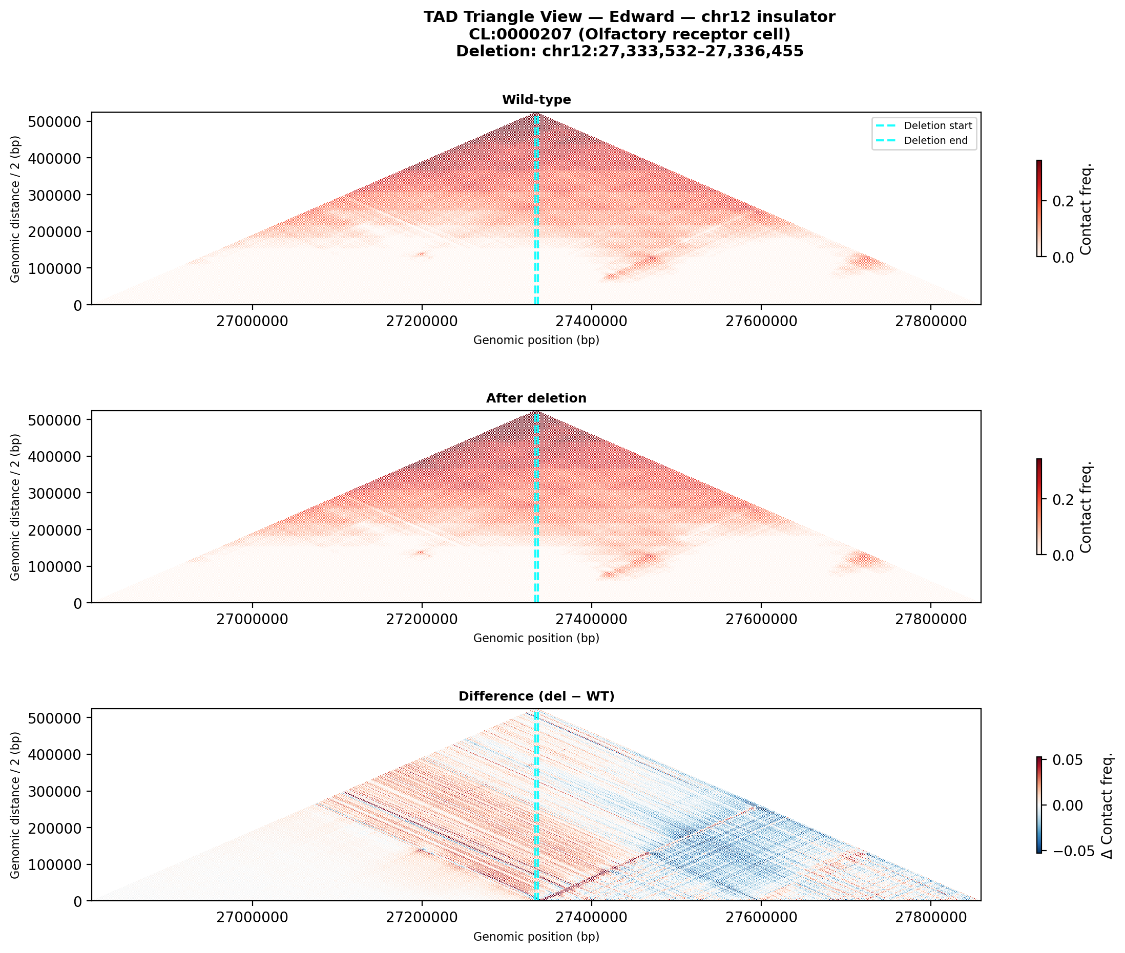 Edward chr12 triangle olfactory