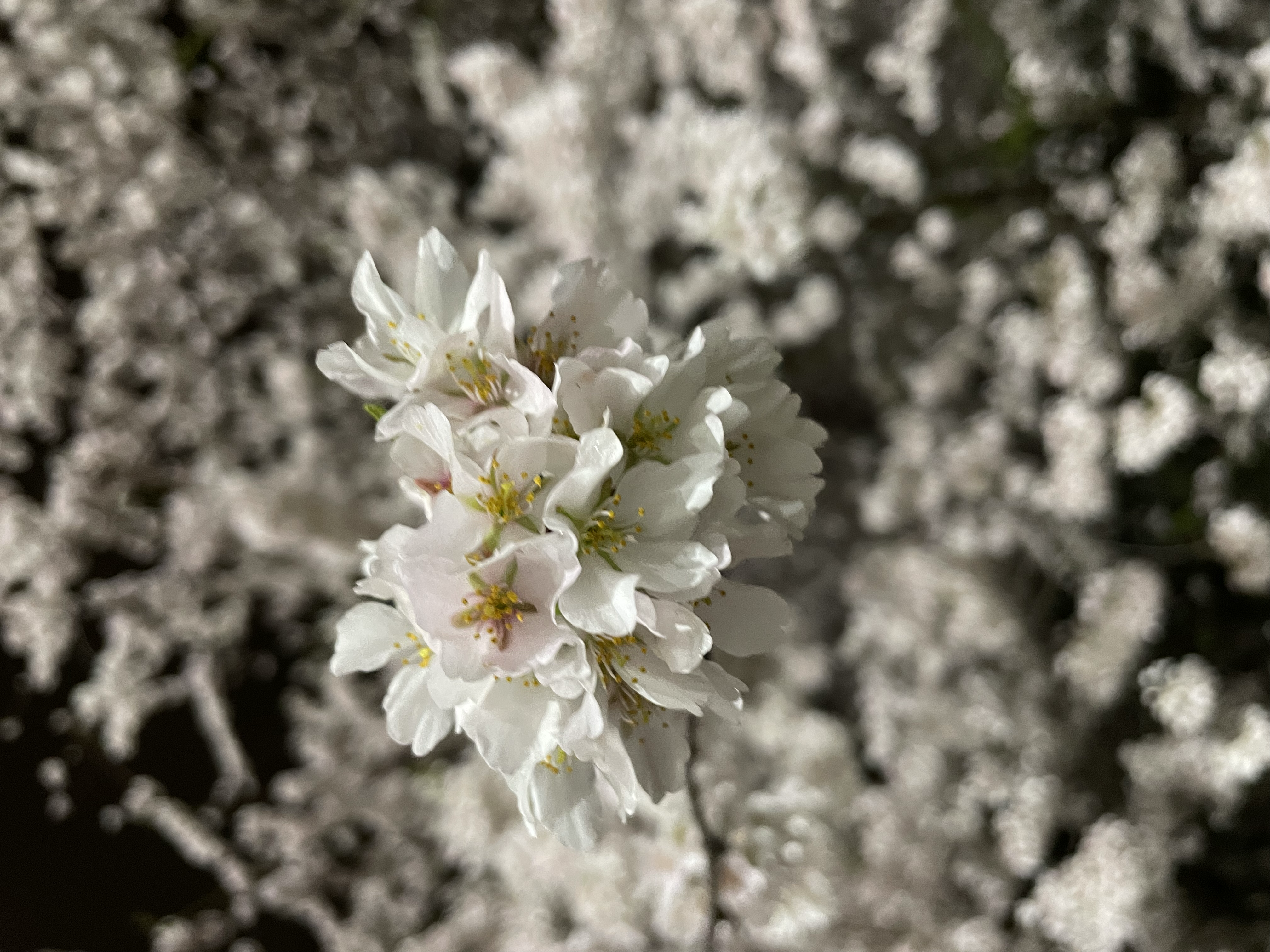 Rutgers In Bloom